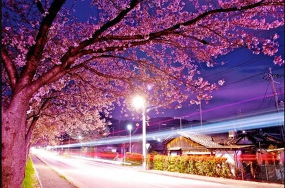 Sakura-Nachtansicht Malen nach Zahlen