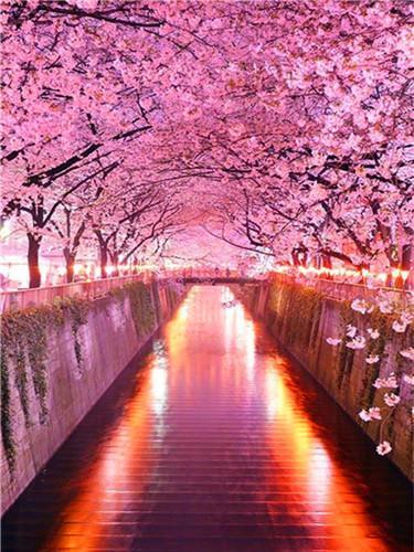 Sakura Passage Paint by Numbers