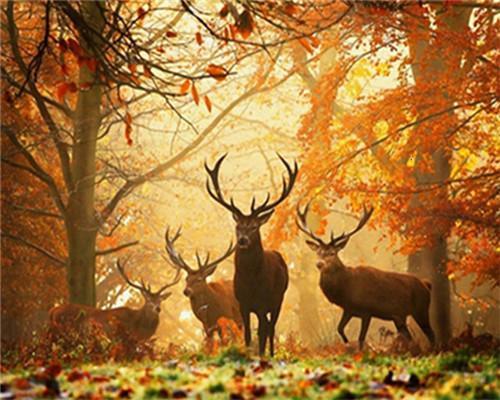 Sika cerf Peinture par numéros