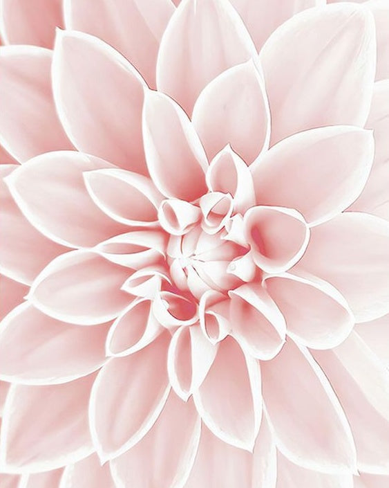 Flower Paint by Numbers