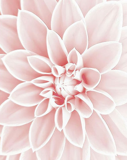 Flower Paint by Numbers