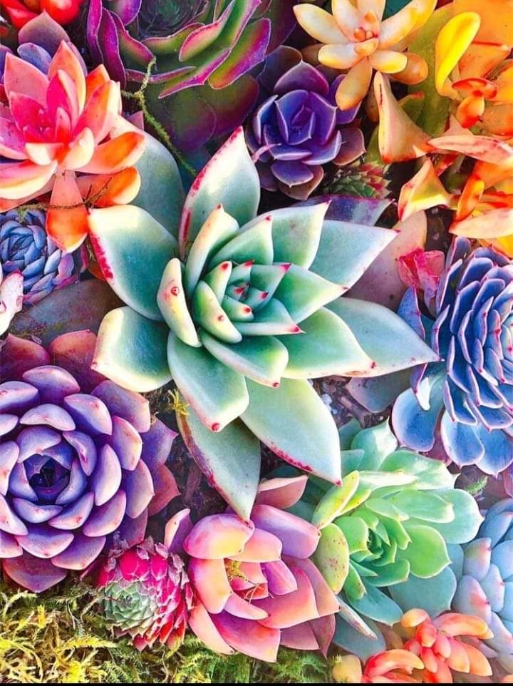 Paint by Numbers Succulents