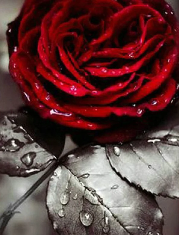 Flowers Paint by Numbers