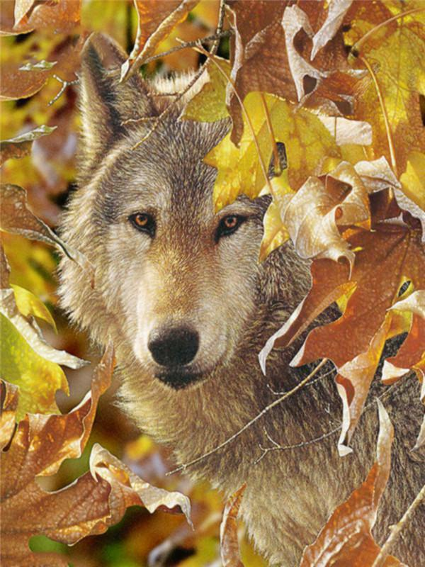 Wolfdog Paint by Numbers