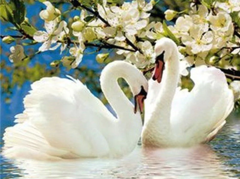 Swan Paint by Numbers