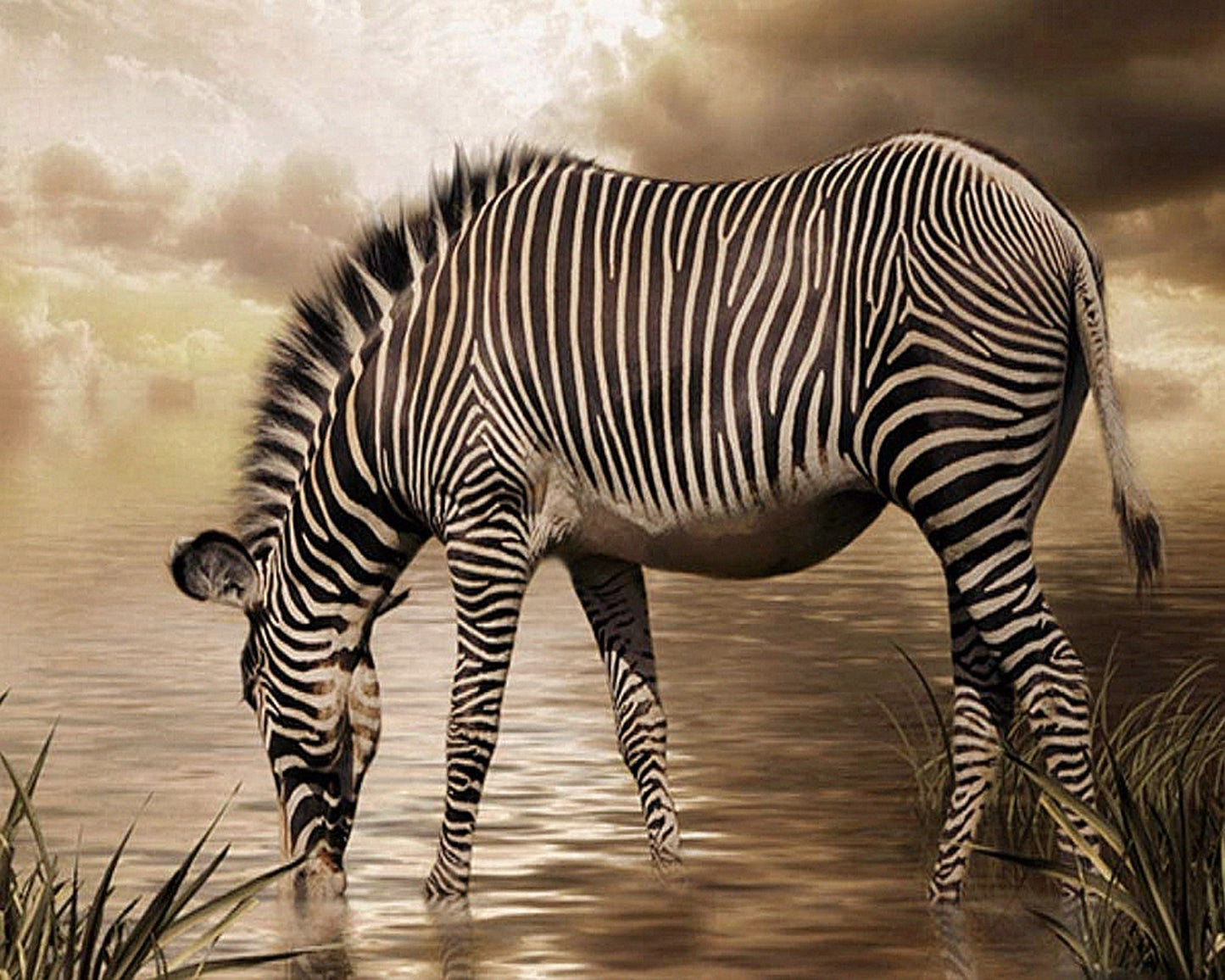 Zebra  Malen nach Zahlen
