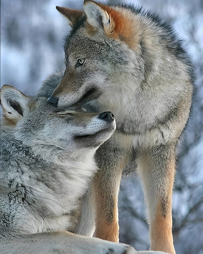 Loup à peindre par numéros