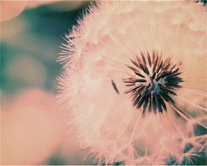 Dandelion Paint by Numbers
