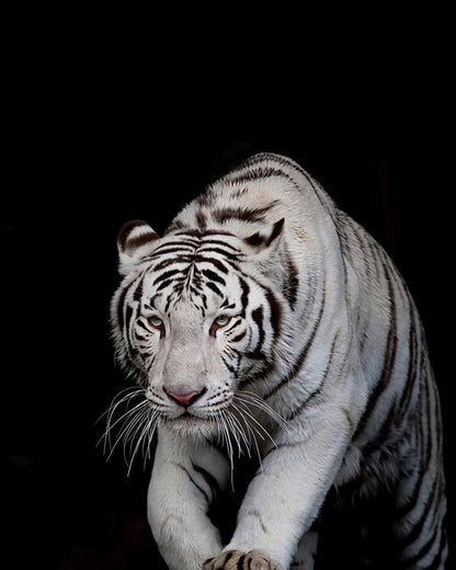 Tigre blanc    Peinture par numéros