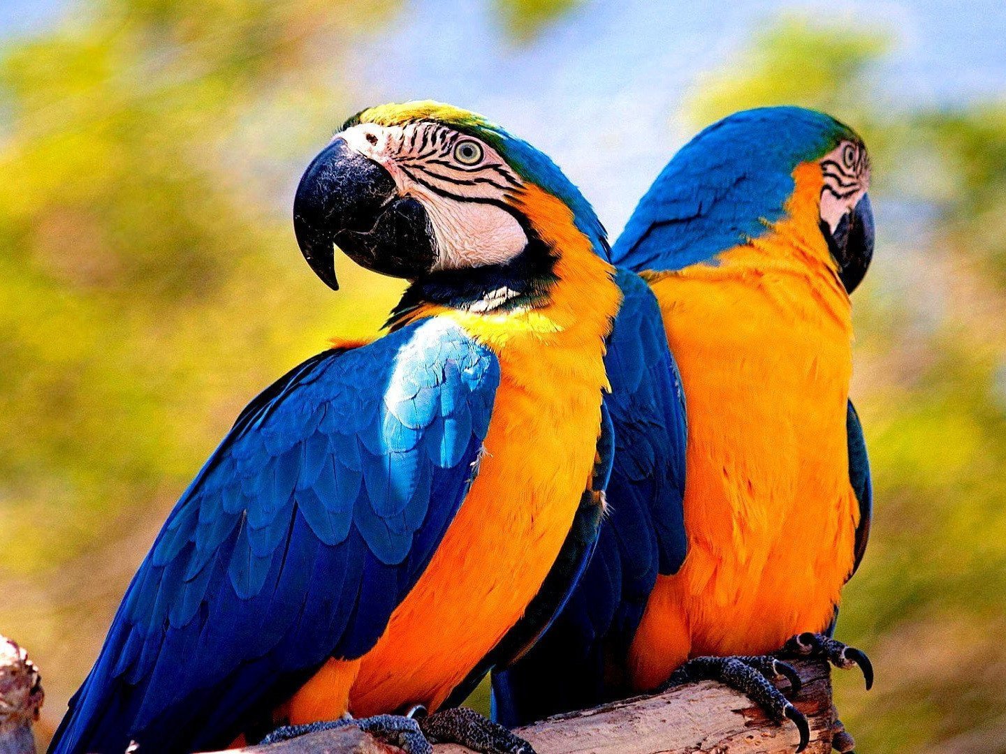 Birdie Paint by Numbers