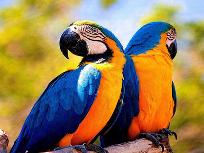 Birdie Paint by Numbers