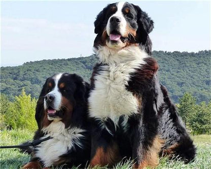 Dog Paint by Numbers