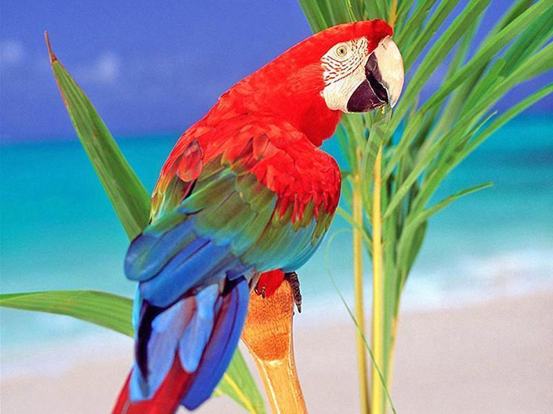 Parrot Paint by Numbers
