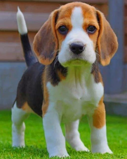 Hund   Malen nach Zahlen