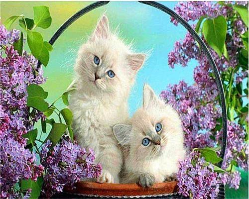 Cat Paint by Numbers