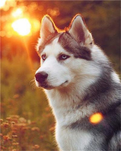 Wolfshund  Malen nach Zahlen