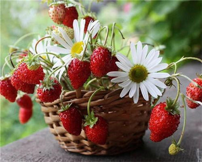 Fruit Basket Paint by Numbers
