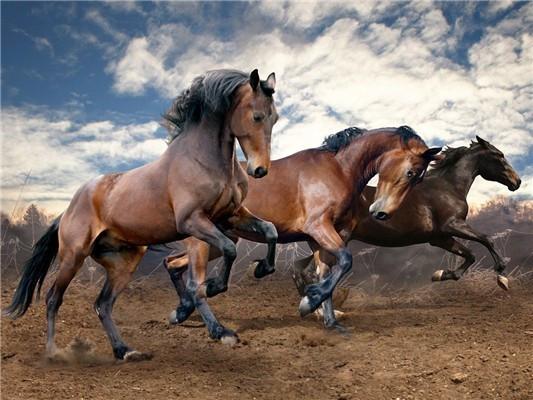 Des milliers de chevaux au galop - Peinture par numéros